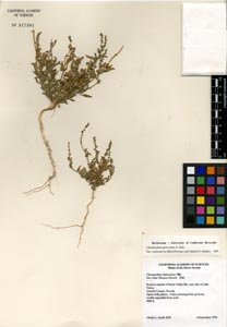 Herbarium sheet of CAS 917361